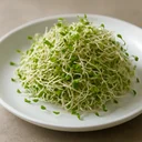 アルファルファもやし　生のイメージ画像