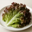 サニーレタス 葉 生のイメージ画像