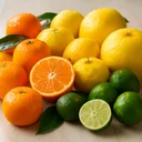 柑橘類のイメージ